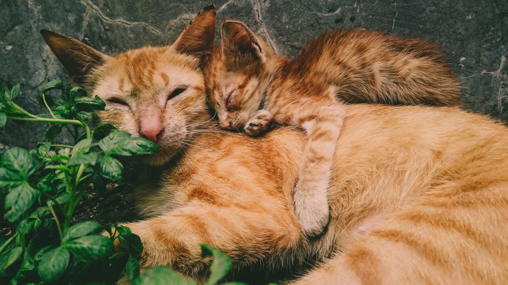 Niet-giftige-planten-voor-katten